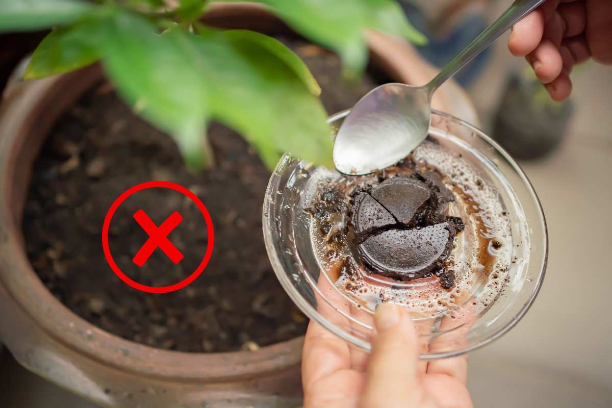 Fondi di caffè nelle piante