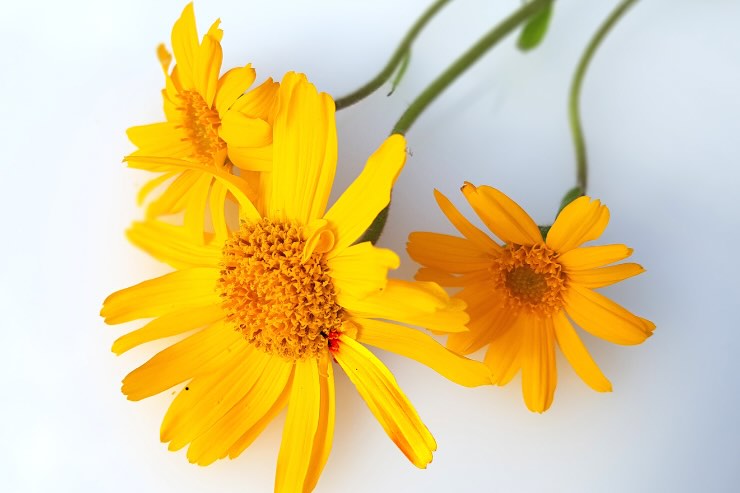 arnica